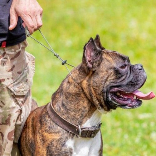 Top Army and K9 Dog Breeds for Service and Security