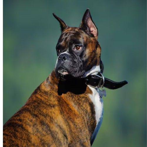 Top Army and K9 Dog Breeds for Service and Security