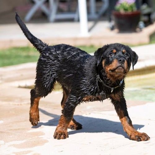 Big Rottweilers and Rottweiler Mix Breeds