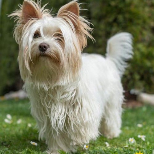 The Yorkshire Terrier