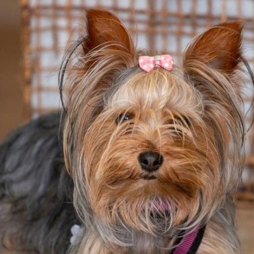 The Yorkshire Terrier