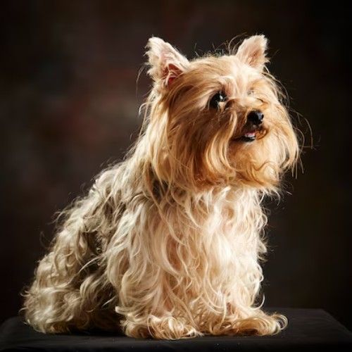 The Yorkshire Terrier