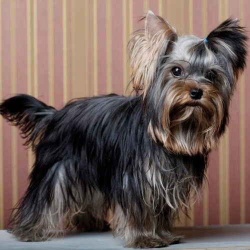 The Yorkshire Terrier