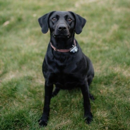 Labrador Retriever Dog Breed