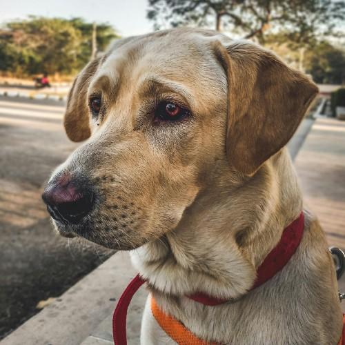 Labrador Retriever Dog Breed