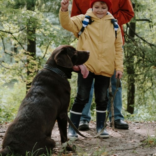 Labrador Retriever Dog Breed