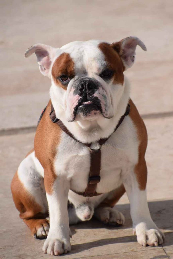Top 10 Most Popular Dog Breeds in 2023