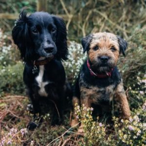 Patterdale Dog