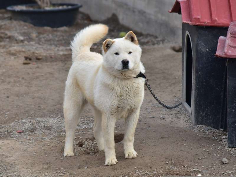 Korean Jindo