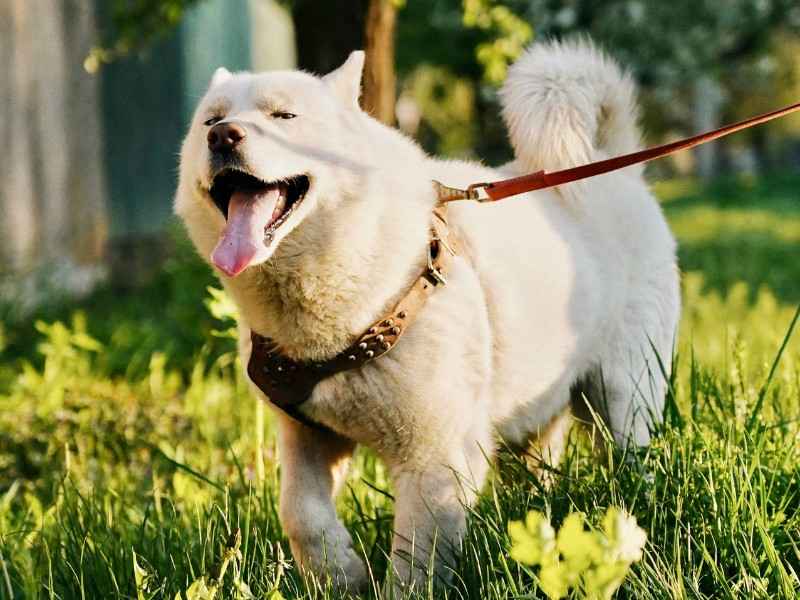 Pungsan Dog