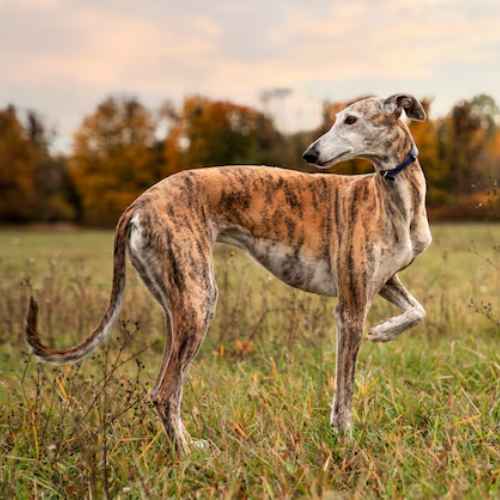 Breeds of Grey Dogs