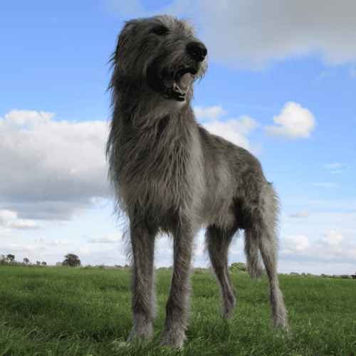 Breeds of Grey Dogs