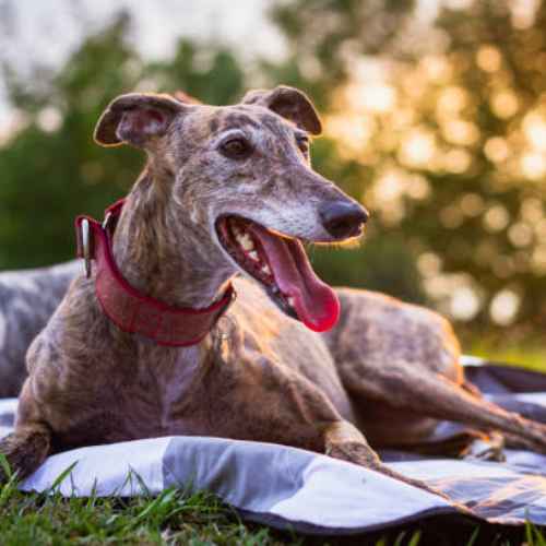 Popular Breeds of Grey Dogs