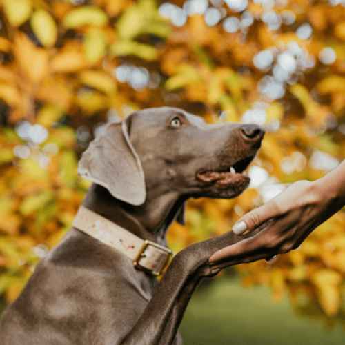 Popular Breeds of Grey Dogs