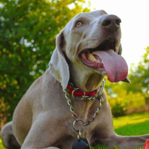 Breeds of Grey Dogs