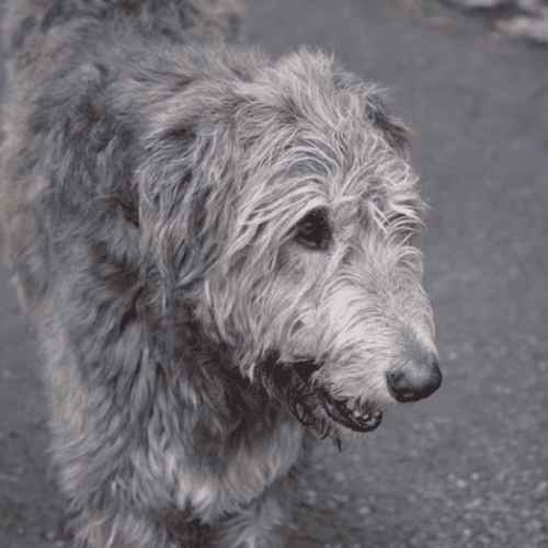 Breeds of Grey Dogs