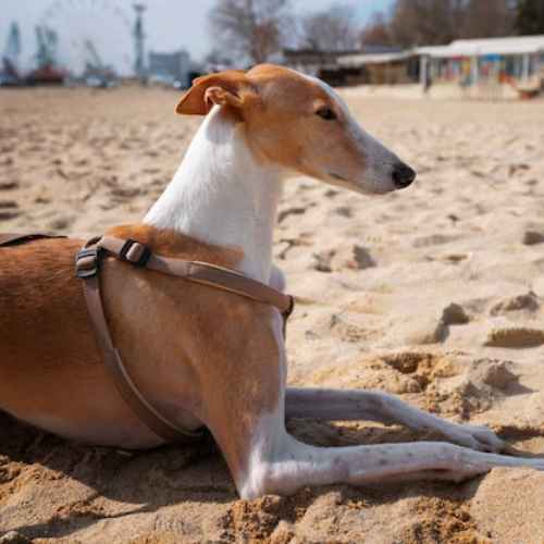 Breeds of Grey Dogs