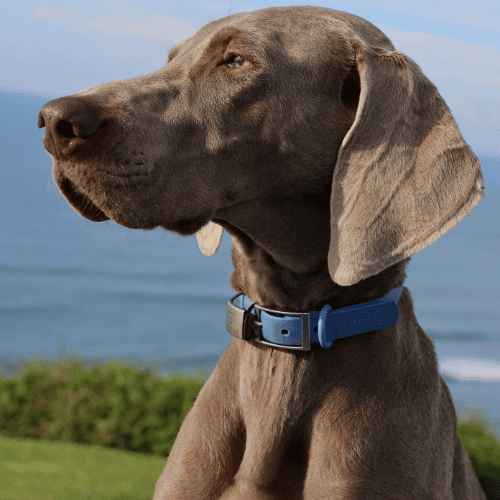 Popular Breeds of Grey Dogs