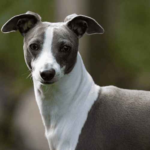 Popular Breeds of Grey Dogs