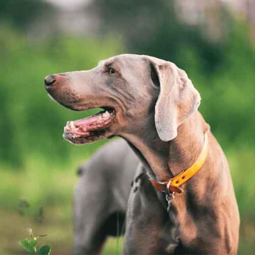 Breeds of Grey Dogs