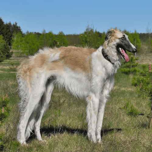 Breeds of Grey Dogs