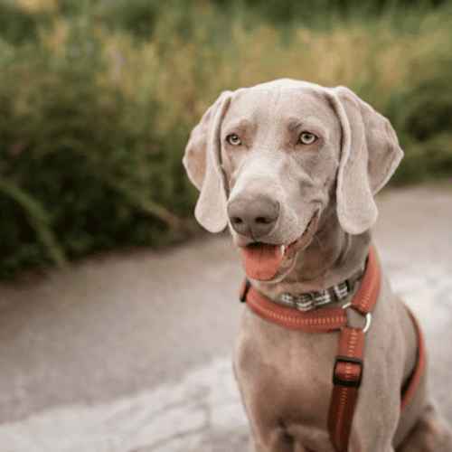 Popular Breeds of Grey Dogs