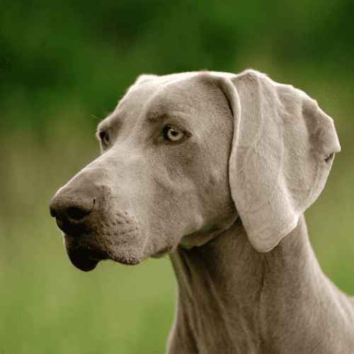 Breeds of Grey Dogs