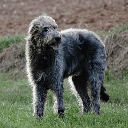 Breeds of Grey Dogs