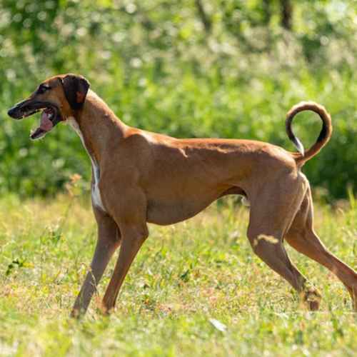 Breeds of Grey Dogs