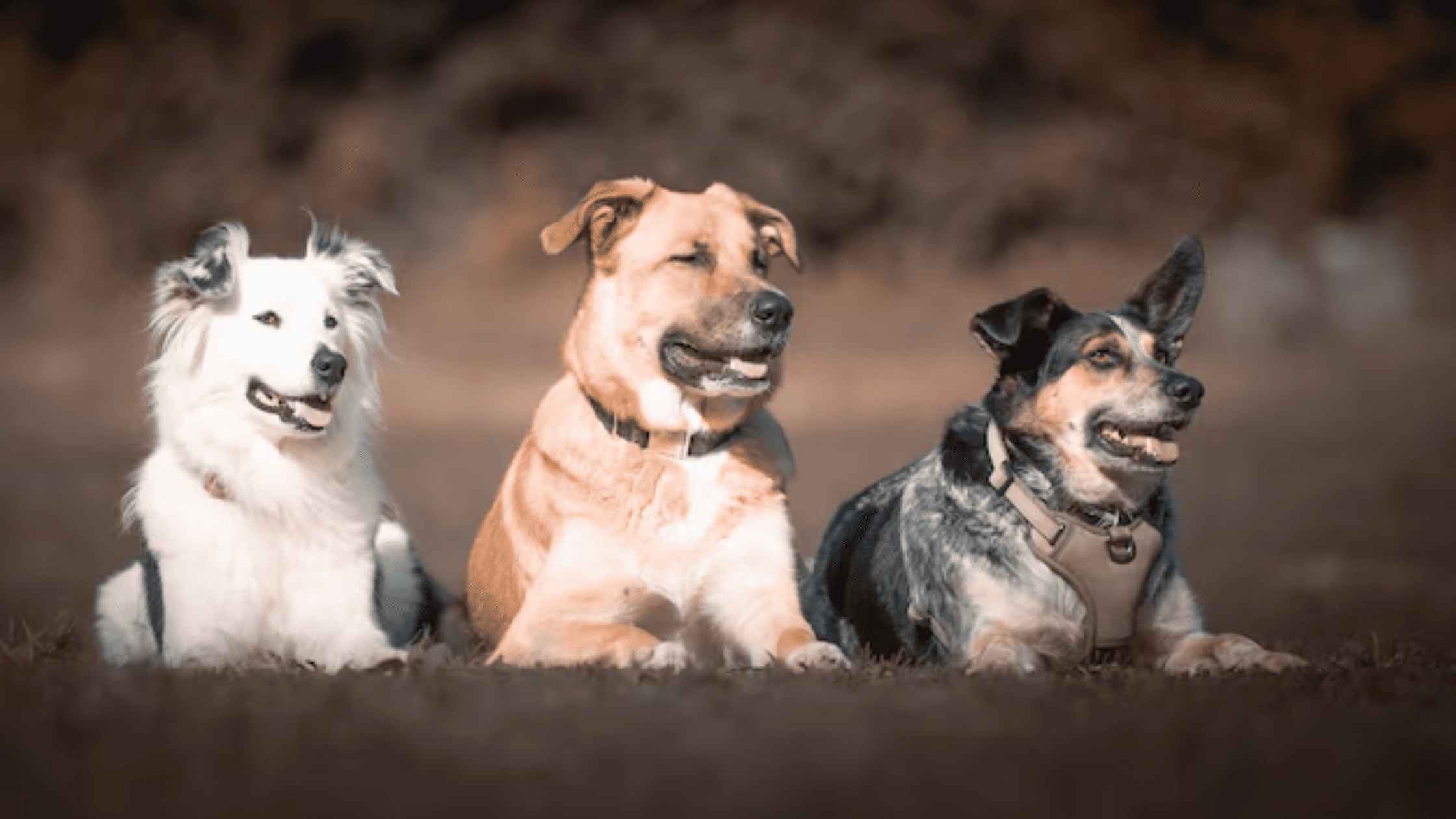 Popular Breeds of Grey Dogs