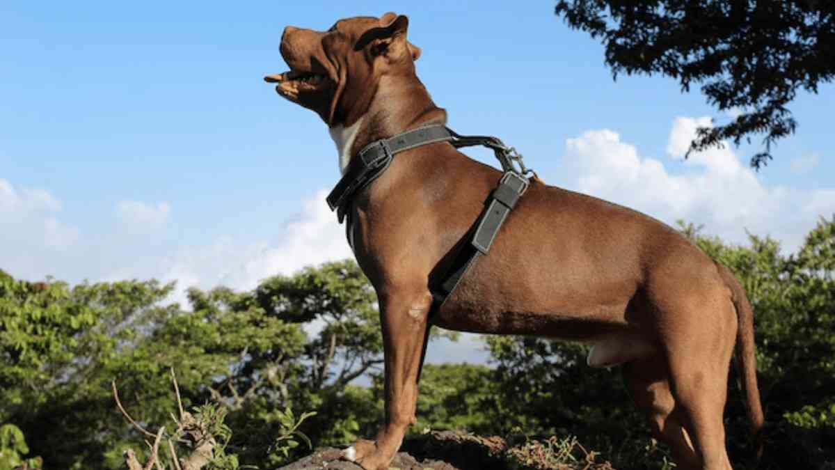 Cheapest and Big Indian Dog Breeds