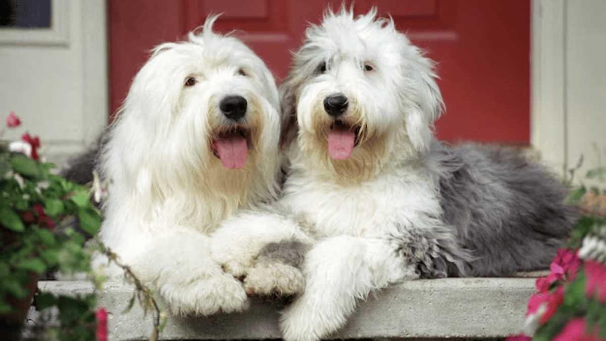 10 Large and Big Fluffy Dog Breeds