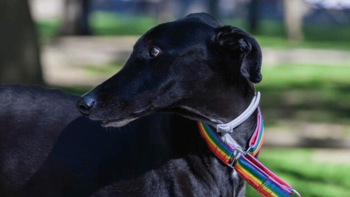 Black Greyhound Dog Breeds