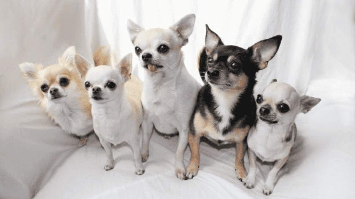 The Ultimate Guide to Breeding Chihuahua Dogs