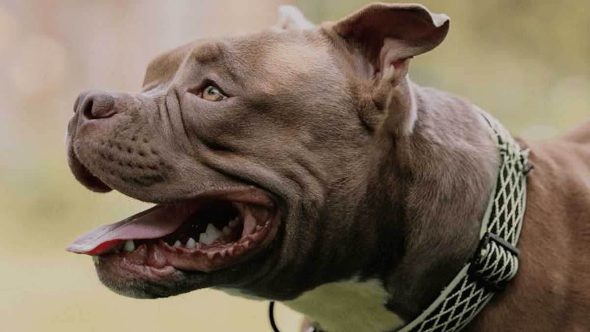 Indian Pitbull Dog Breeds