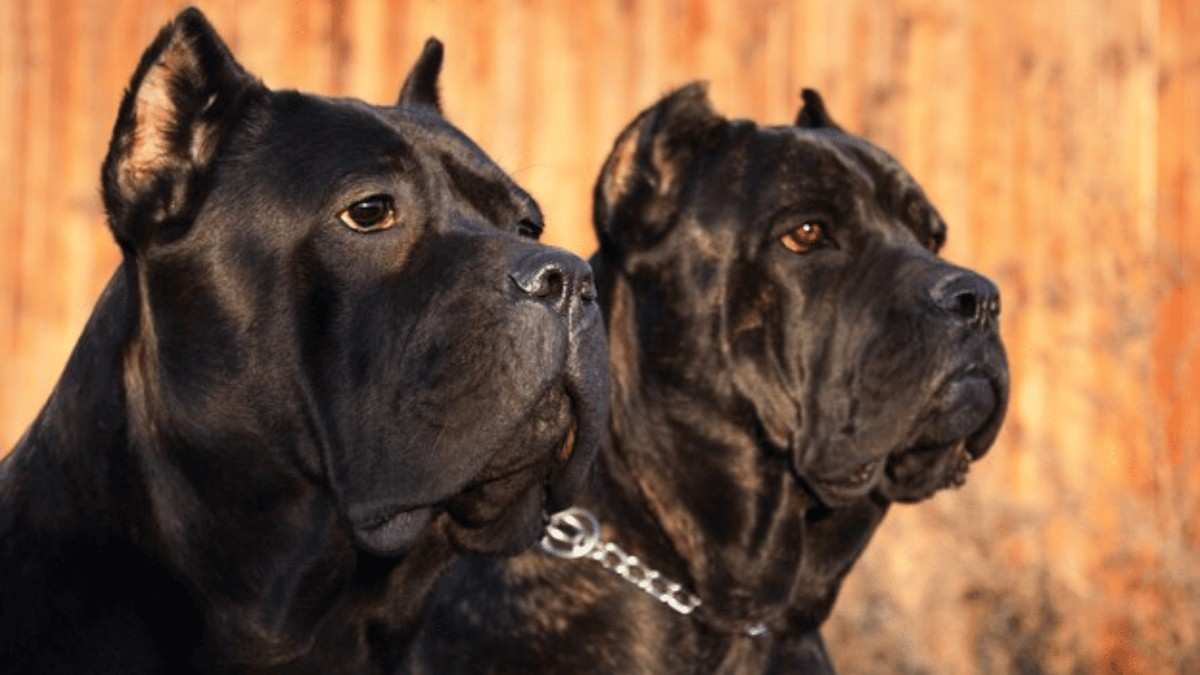 Big Black Indian Bulldog Breeds