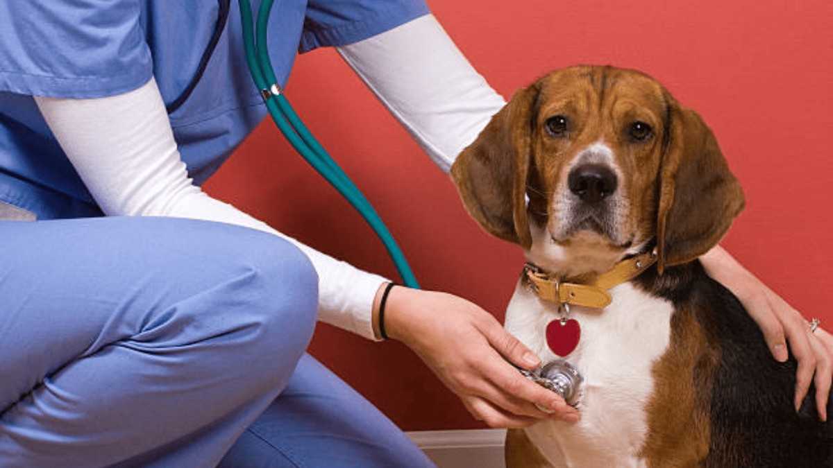 Common Dog Health Issues and Solutions