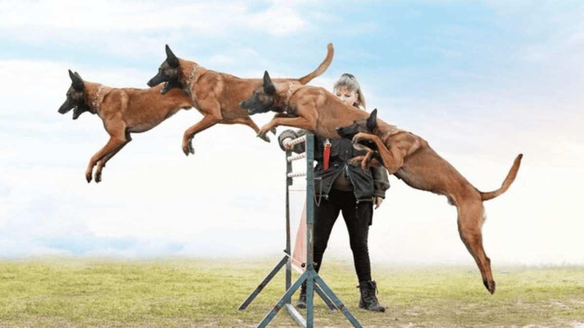 How to Manage the High-Energy Lifestyle of Working Dogs