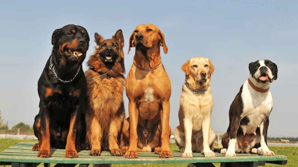 Dog Breeds are Banned in India