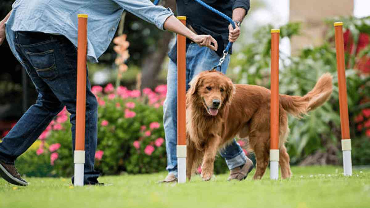 Budget-Friendly Training Tips for Service and Sport Dogs