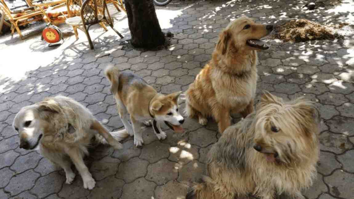 Indian Stray Dog Breeds