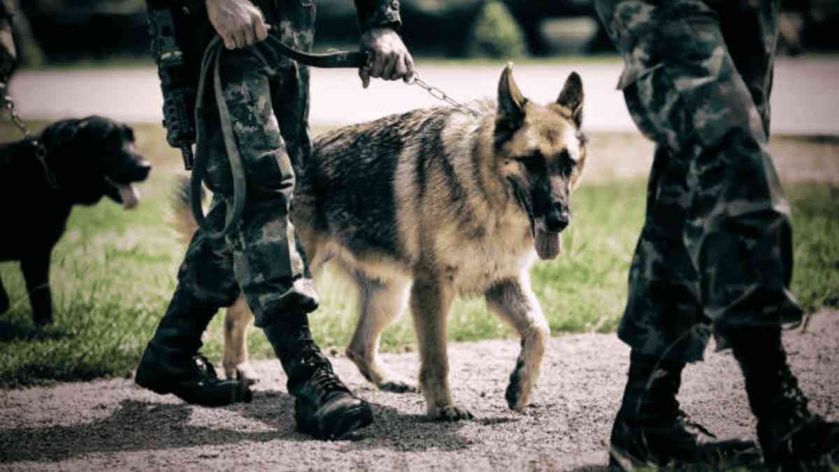 Top Army and K9 Dog Breeds for Service and Security