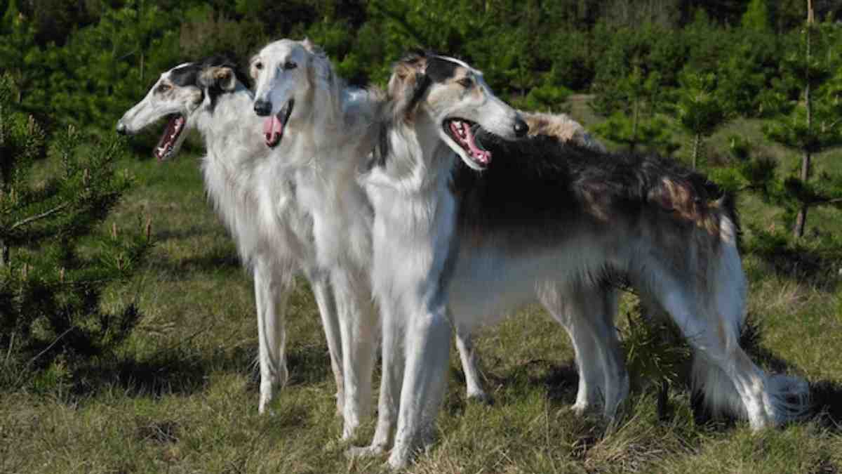 Pretty, Skinny, and Blue-Eyed Dog Breeds