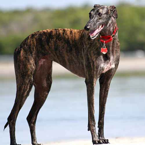 Popular Breeds of Grey Dogs