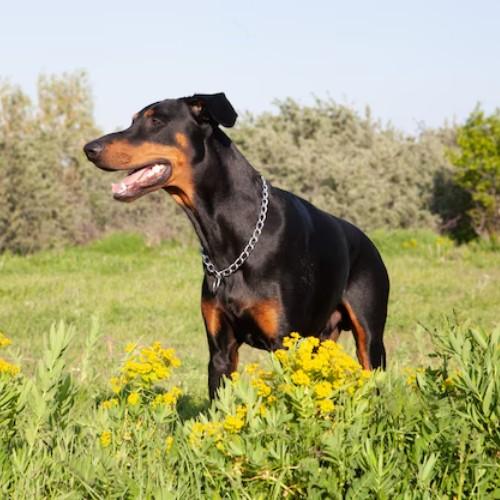 Big Rottweilers and Rottweiler Mix Breeds