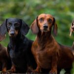 Dachshund Dogs