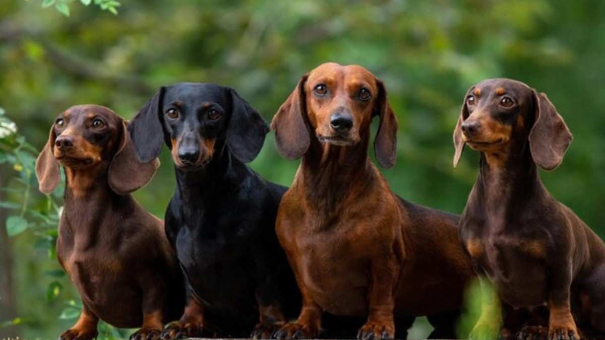 Dachshund Dogs