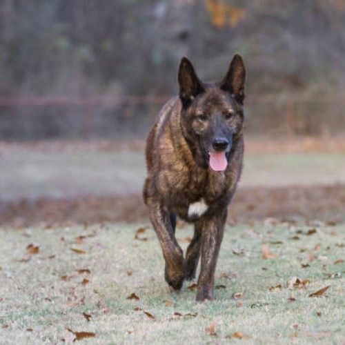 The World of Pitbull Mix Breeds