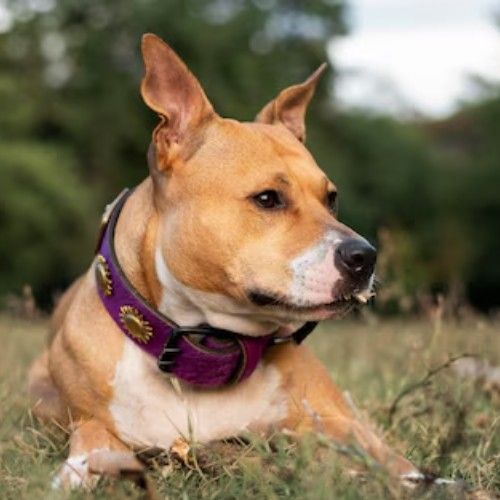 The World of Pitbull Mix Breeds