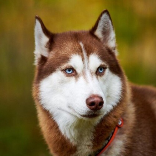 Pretty, Skinny, and Blue-Eyed Dog Breeds